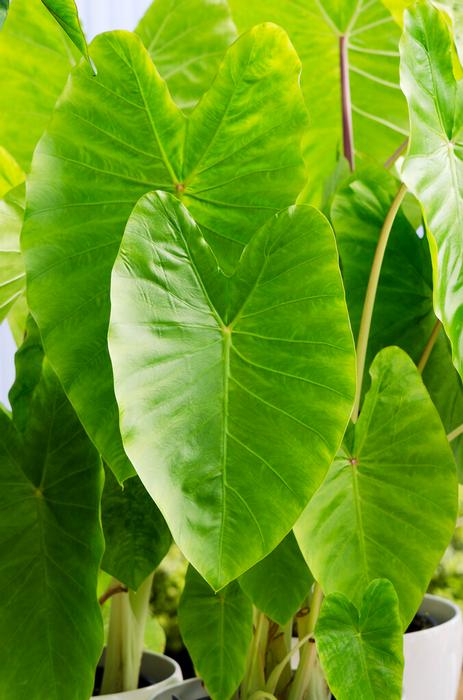 Wholesale Colocasia Esculenta 'Maui Gold' (Ships in Spring) - Elephant Ear | A.D.R. Bulbs