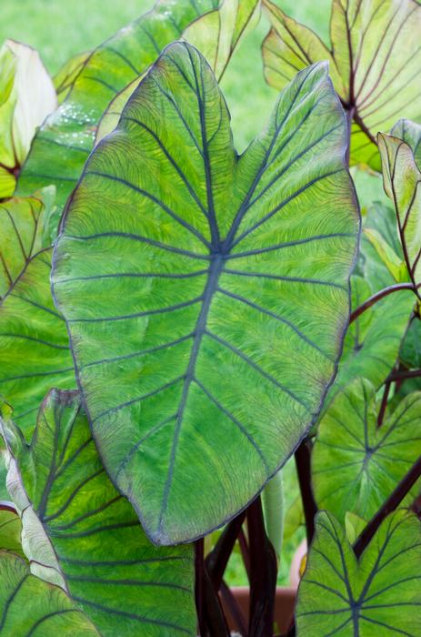 Wholesale Colocasia Esculenta 'Blue Hawaii' (Ships in Spring) - Elephant Ear | A.D.R. Bulbs