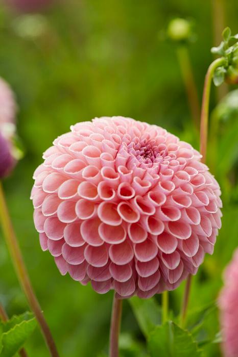 Dahlia Ball 'Jowey Winnie' (Ships in Spring) - Dahlia from ADR Bulbs