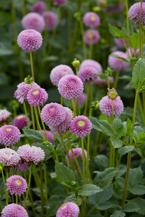 Wholesale Dahlia Pompon 'Lipoma' (Ships in Spring) - Dahlia | A.D.R. Bulbs
