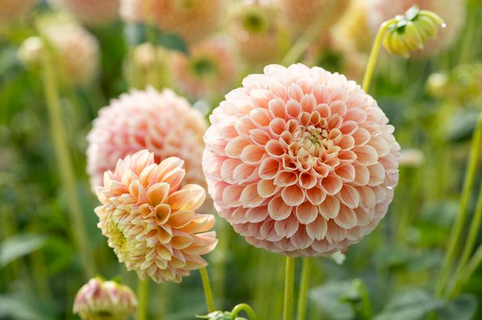 Wholesale Dahlia Ball 'Sweet Suzanne' (Ships in Spring) - Dahlia | A.D.R. Bulbs