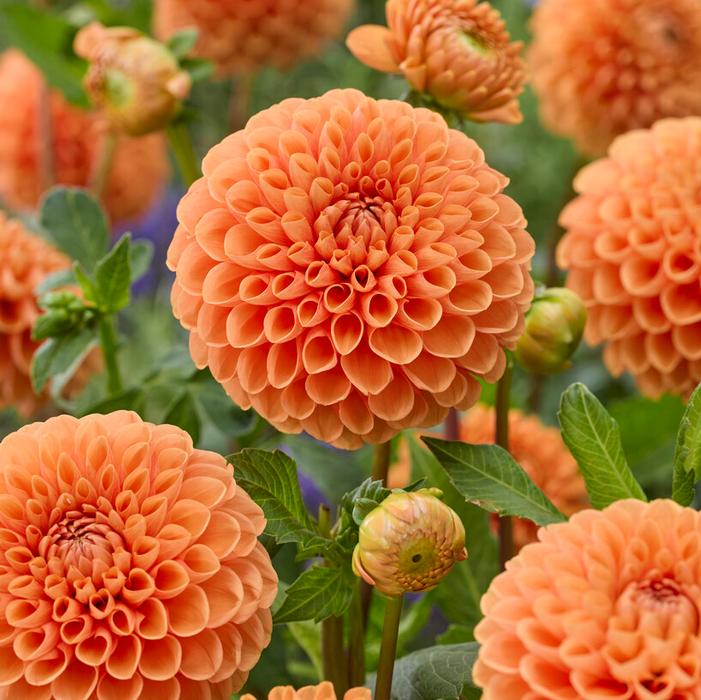 Wholesale Dahlia Ball 'Sylvia' (Ships in Spring) - Dahlia | A.D.R. Bulbs