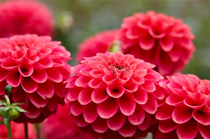 Dahlia Ball 'Zundert-Mystery-Fox' (Ships in Spring) - Dahlia from ADR Bulbs