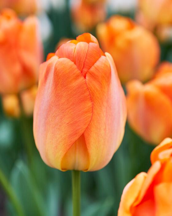 Wholesale Tulipa Darwin Hybrid 'Daydream' - Tulip | A.D.R. Bulbs
