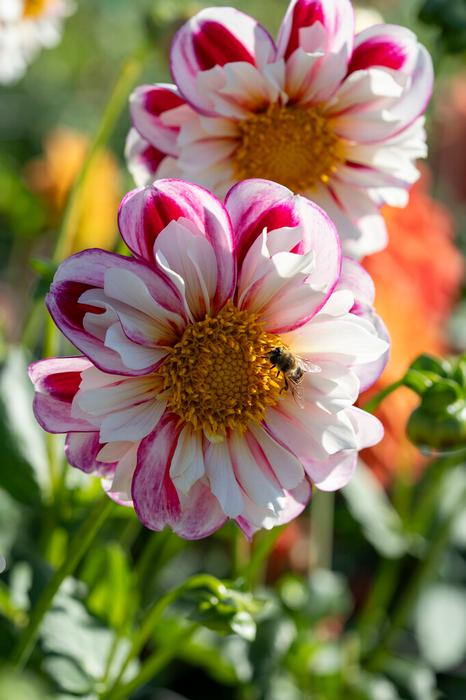 Wholesale Dahlia Collarette 'Bumble Rumble' (Ships in Spring) - Dahlia | A.D.R. Bulbs