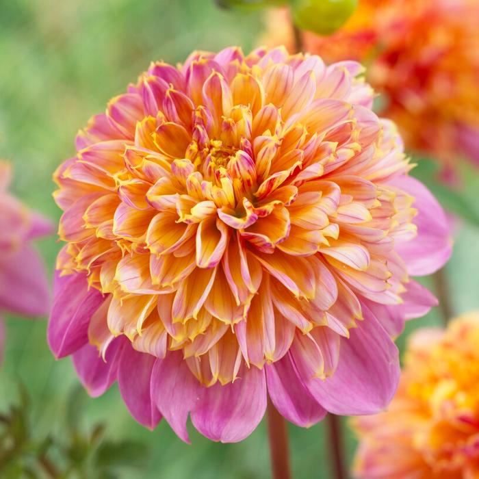 Dahlia Anemone 'Lifestyle' (Ships in Spring) - Dahlia from ADR Bulbs