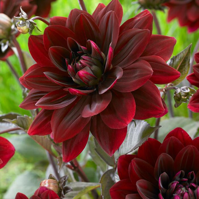 Wholesale Dahlia Decorative 'After Dusk' (Ships in Spring) - Dahlia | A.D.R. Bulbs