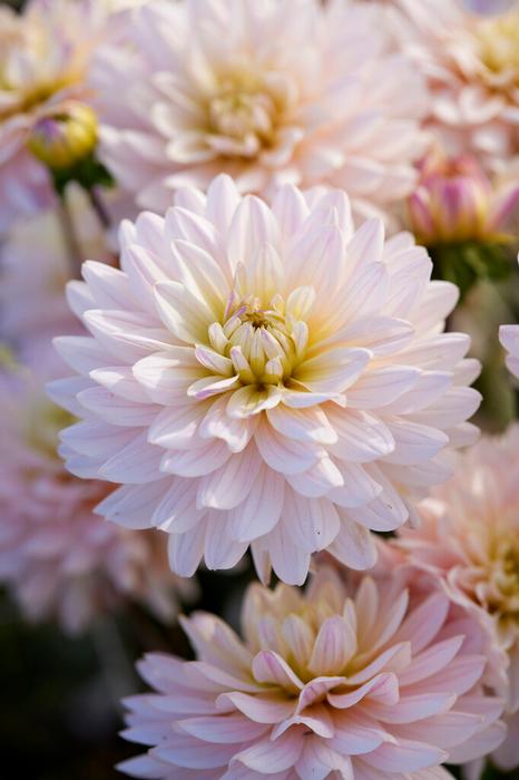 Wholesale Dahlia Decorative 'Diana's Memory' (Ships in Spring) - Dahlia | A.D.R. Bulbs