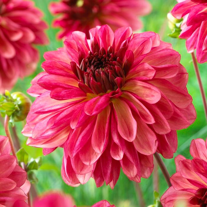 Wholesale Dahlia Decorative 'Bacardi' (Ships in Spring) - Dahlia | A.D.R. Bulbs