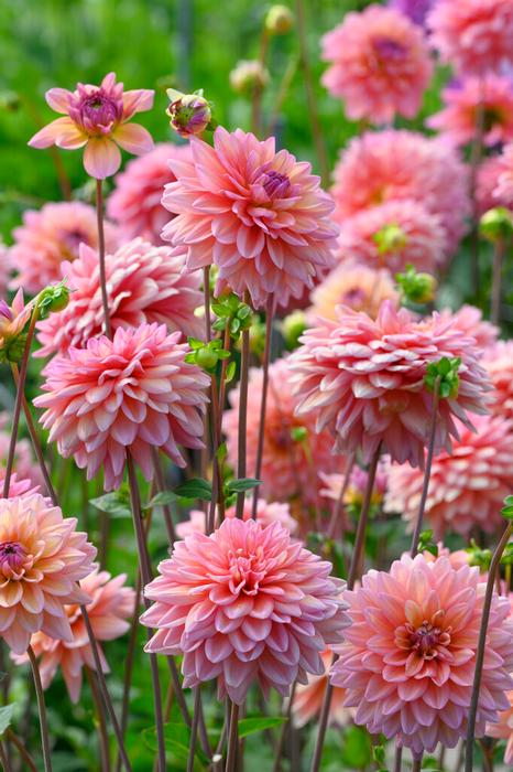 Wholesale Dahlia Decorative 'Great Silence' (Ships in Spring) - Dahlia | A.D.R. Bulbs