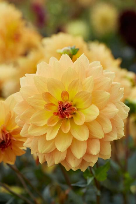 Wholesale Dahlia Decorative 'Karma Gold' (Ships in Spring) - Dahlia | A.D.R. Bulbs