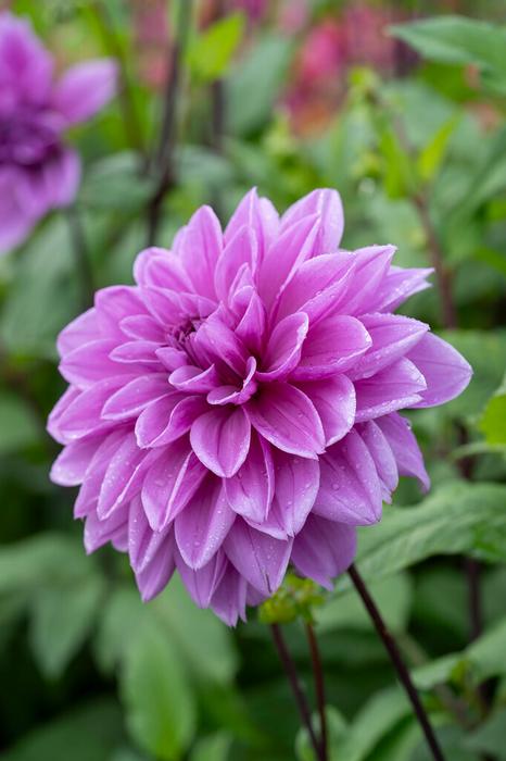 Wholesale Dahlia Decorative 'Lilac Time' (Ships in Spring) - Dahlia | A.D.R. Bulbs