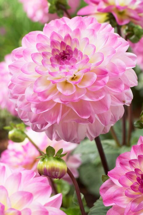 Dahlia Decorative 'El Paso' (Ships in Spring) - Dahlia from ADR Bulbs