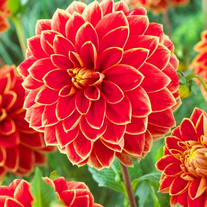 Wholesale Dahlia Decorative 'Maxime' (Ships in Spring) - Dahlia | A.D.R. Bulbs