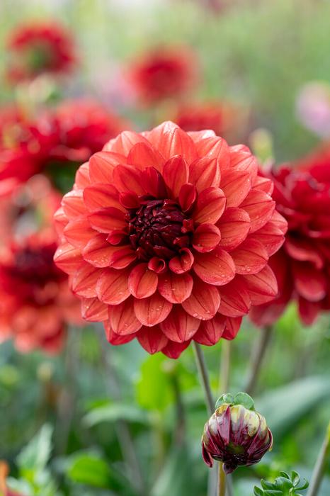 Wholesale Dahlia Decorative 'Missis Miley' (Ships in Spring) - Dahlia | A.D.R. Bulbs