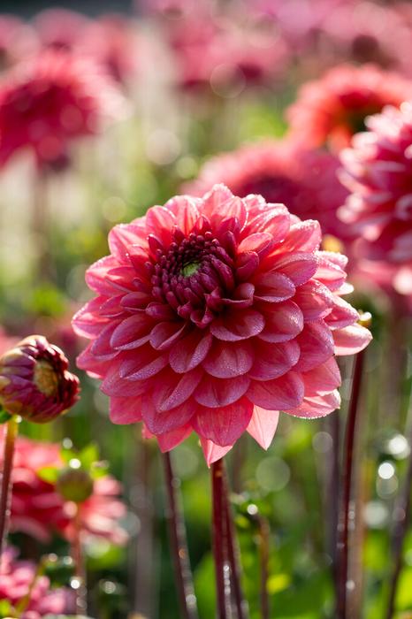 Wholesale Dahlia Decorative 'Salmon Runner' (Ships in Spring) - Dahlia | A.D.R. Bulbs