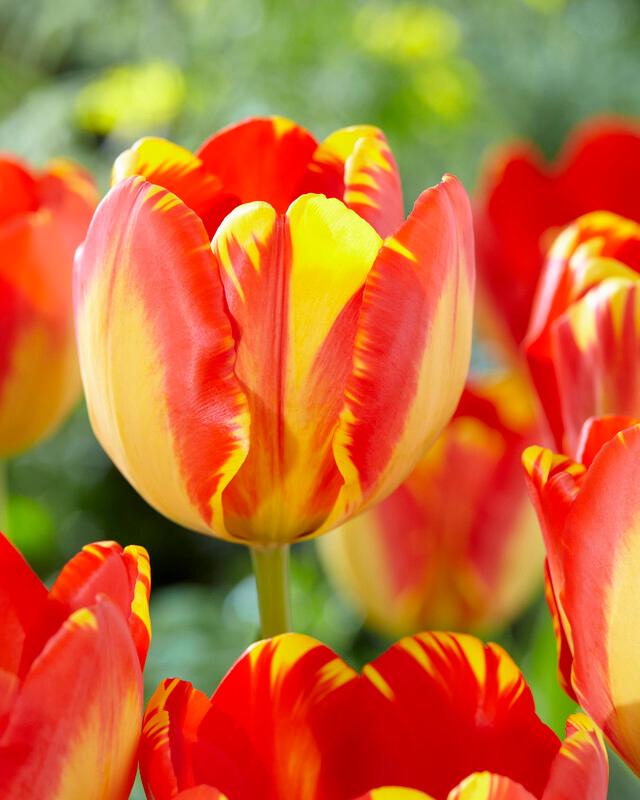Wholesale Tulipa Darwin Hybrid 'Banja Luka' - Tulip | A.D.R. Bulbs
