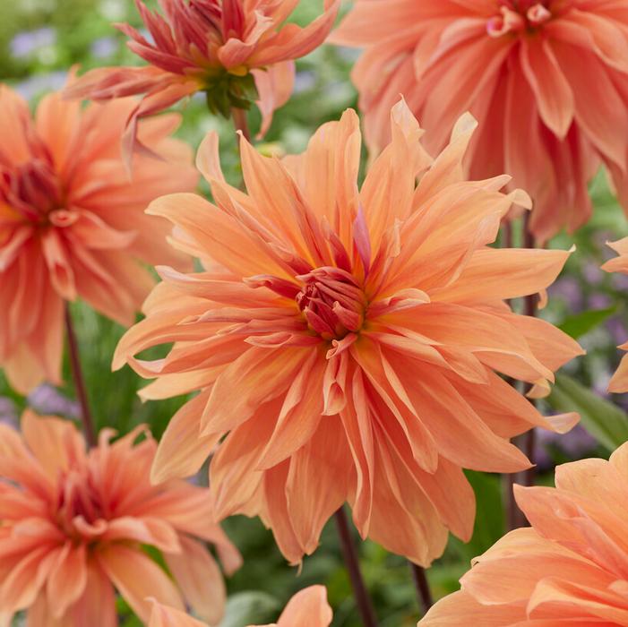 Wholesale Dahlia Dinnerplate 'Babylon Bronze' (Ships in Spring) - Dahlia | A.D.R. Bulbs