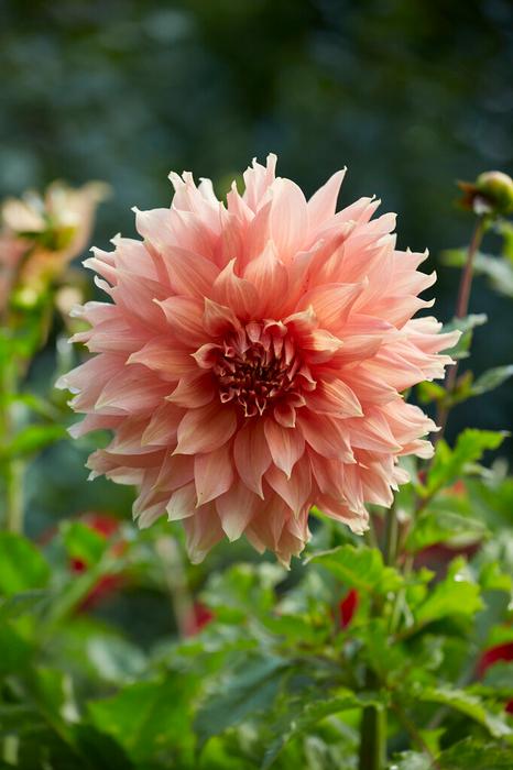 Wholesale Dahlia Dinnerplate 'Fairway Spur' (Ships in Spring) - Dahlia | A.D.R. Bulbs