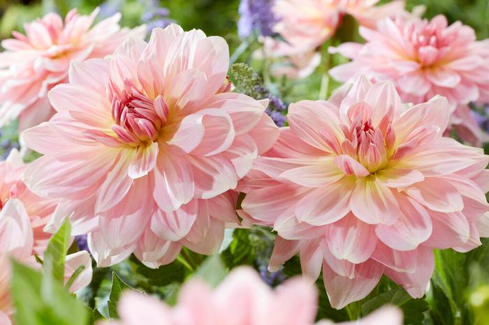 Wholesale Dahlia Dinnerplate 'Fairway Pilot' (Ships in Spring) - Dahlia | A.D.R. Bulbs