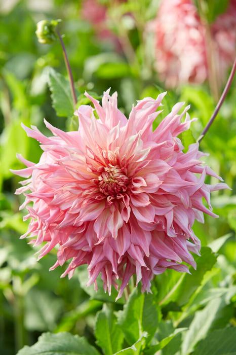 Wholesale Dahlia Dinnerplate 'Penhill Watermelon' (Ships in Spring) - Dahlia | A.D.R. Bulbs
