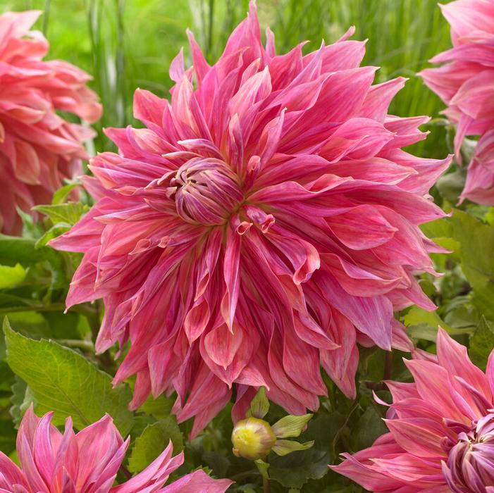Wholesale Dahlia Dinnerplate 'Penhill Dark Monarch' ( Spring) - Dahlia | A.D.R. Bulbs