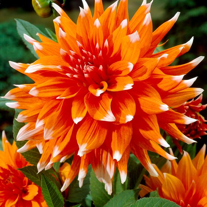 Wholesale Dahlia Cactus 'Color Spectacle' (Ships in Spring) - Dahlia | A.D.R. Bulbs