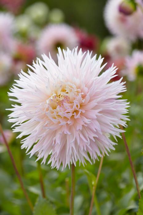 Wholesale Dahlia Cactus 'Nadia Ruth' (Ships in Spring) - Dahlia | A.D.R. Bulbs