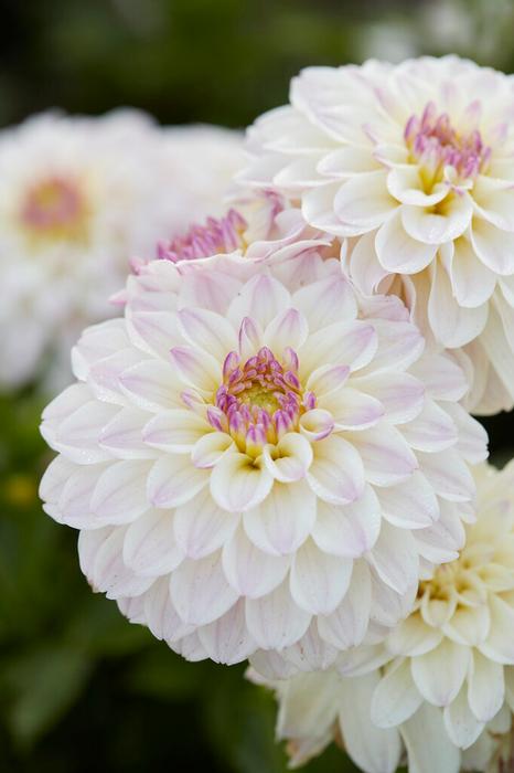 Wholesale Dahlia Gallery 'Monet' (Ship in Spring) - Dahlia | A.D.R. Bulbs