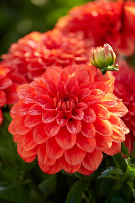 Wholesale Dahlia Gallery 'Valentin' (Ship in Spring) - Dahlia | A.D.R. Bulbs