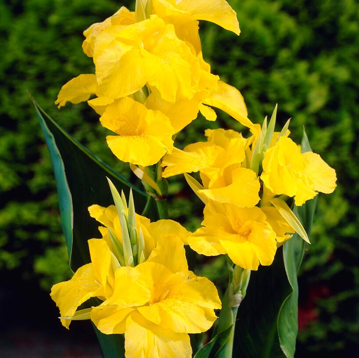 Wholesale Canna Tall 'Richard Wallace' (Ships in Spring) - Canna | A.D.R. Bulbs