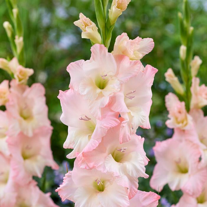 Wholesale Gladiolus Large Flowering 'Careless' (Ships in Spring) - Gladiolus | A.D.R. Bulbs