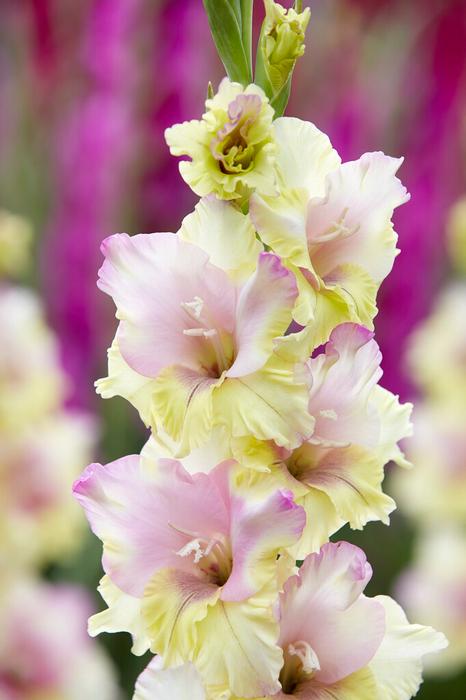 Wholesale Gladiolus Large Flowering 'Mon Amour' (Ships in Spring) - Gladiolus | A.D.R. Bulbs