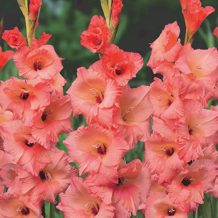 Wholesale Gladiolus Large Flowering 'Georgia Peach' (Ships in Spring) - Gladiolus | A.D.R. Bulbs