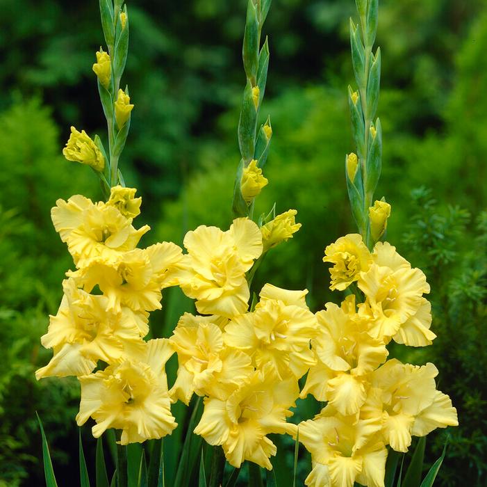 Wholesale Gladiolus Large Flowering 'Charisma' (Ships in Spring) - Gladiolus | A.D.R. Bulbs