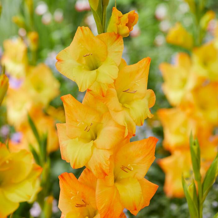 Wholesale Gladiolus Large Flowering 'Sunglow' (Ships in Spring) - Gladiolus | A.D.R. Bulbs