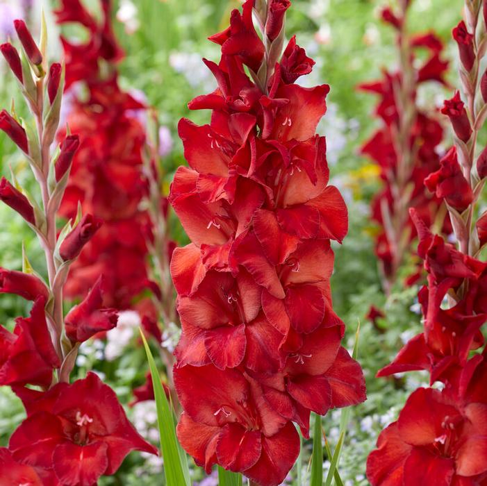 Wholesale Gladiolus Large Flowering 'Amiga' (Ships in Spring) - Gladiolus | A.D.R. Bulbs