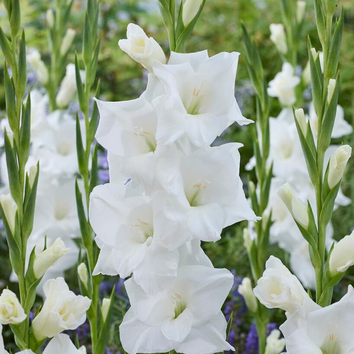 Wholesale Gladiolus Large Flowering 'Alexander the Great' (Spring) - Gladiolus | A.D.R. Bulbs