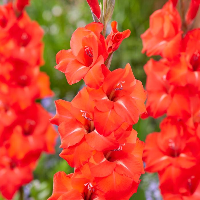 Wholesale Gladiolus Large Flowering 'Fortuna Red' (Ships in Spring) - Gladiolus | A.D.R. Bulbs