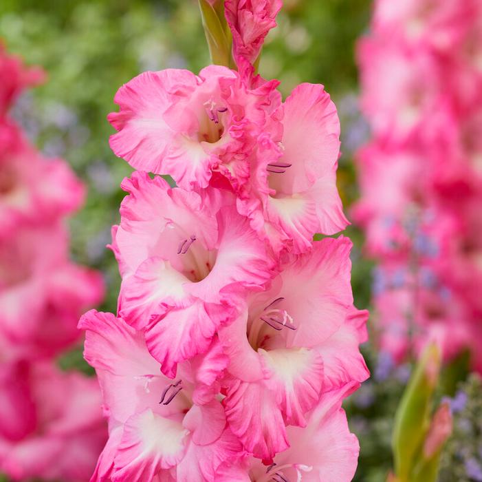Wholesale Gladiolus Large Flowering 'Violet King' (Ships in Spring) - Gladiolus | A.D.R. Bulbs