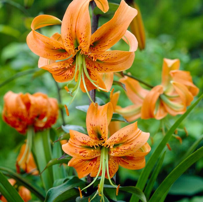 Wholesale Lilium Martagon 'Henryi' (Ships in Spring) - Lily | A.D.R. Bulbs