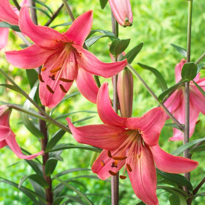 Wholesale Lilium Tiger 'Pink Flight' (Ships in Spring) - Lily | A.D.R. Bulbs