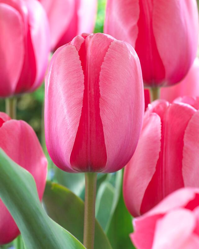 Wholesale Tulipa Darwin Hybrid 'Pink Impression' - Tulip | A.D.R. Bulbs