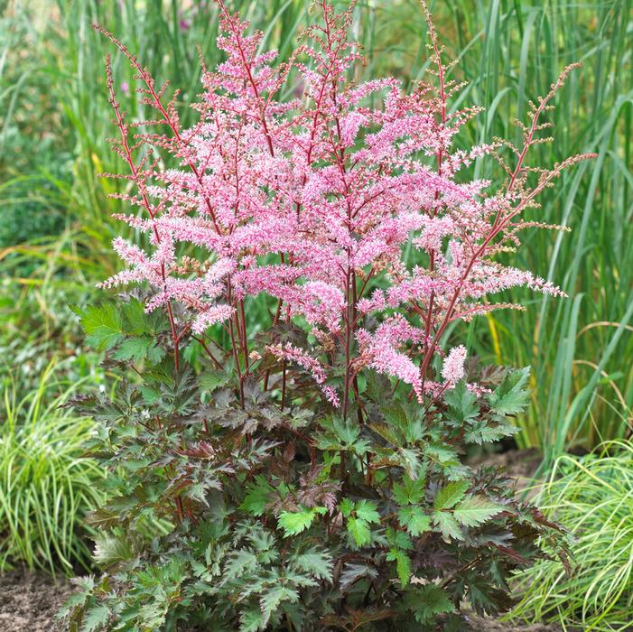 Wholesale Astilbe chinensis 'Delft Lace' (Ships in Spring) - False Spirea | A.D.R. Bulbs