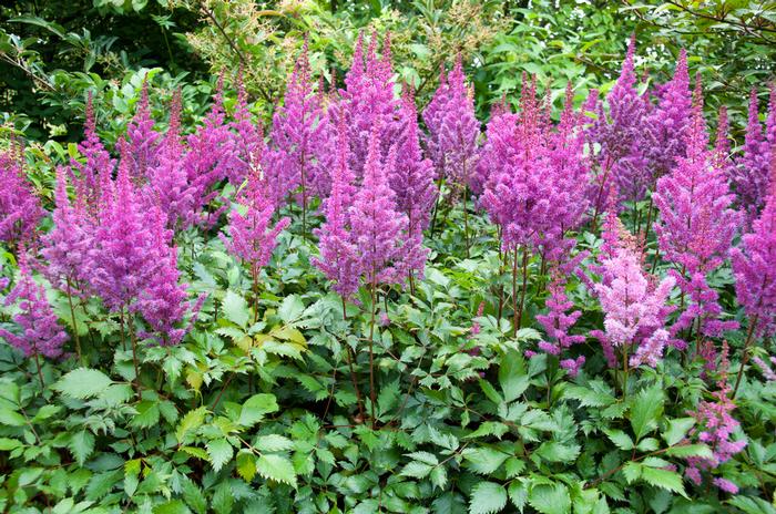 Wholesale Astilbe chinensis 'Maggie Daley' (Ships in Spring) - False Spirea | A.D.R. Bulbs
