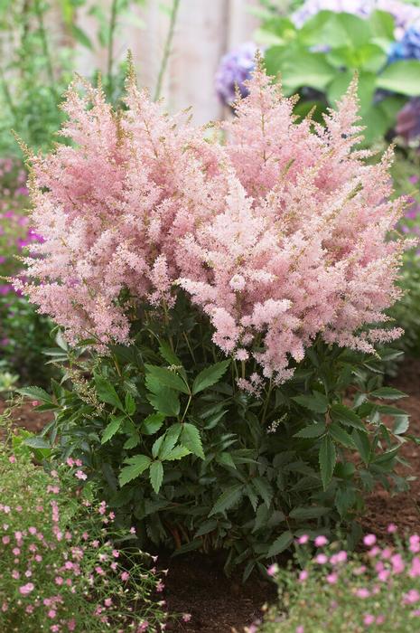 Wholesale Astilbe chinensis 'Younique Silvery Pink' (Spring) - False Spirea | A.D.R. Bulbs