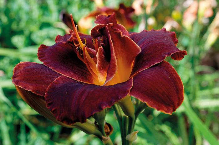 Wholesale Hemerocallis 'Bogeyman' (Ships in Spring) - Daylily | A.D.R. Bulbs