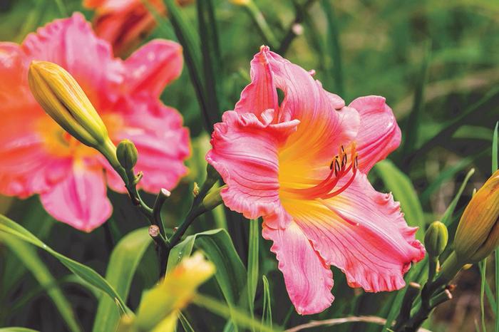 Wholesale Hemerocallis rebloomer 'Rosy Returns' (Ships in Spring) - Daylily | A.D.R. Bulbs