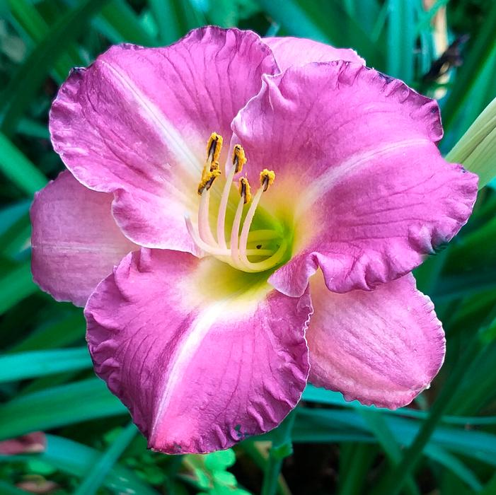 Wholesale Hemerocallis 'Entrapment' (Ships in Spring) - Daylily | A.D.R. Bulbs