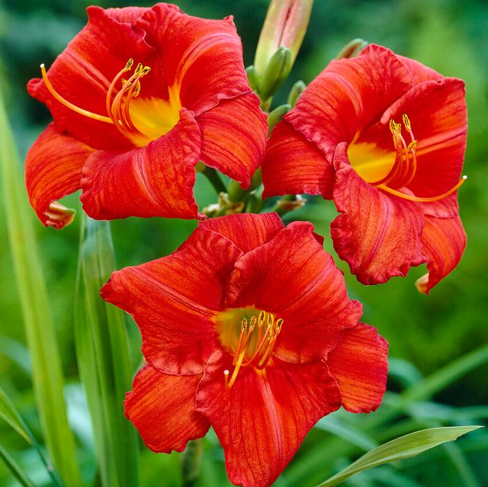 Wholesale Hemerocallis 'Chicago Apache' (Ships in Spring) - Daylily | A.D.R. Bulbs